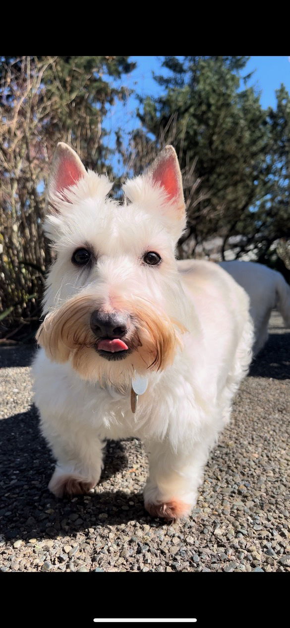 Dog for Adoption - McDuff and Kinloch - Amazing Westie and Scottie!, a ...