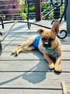 adoptable Dog in Bellevue, WA named Bruno - Tiny Friend