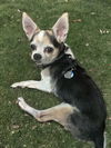 adoptable Dog in bellevue, WA named Popi - Tiny Senior