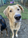 adoptable Dog in Bellevue, WA named Dublin - Awesome Boy