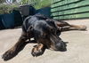 adoptable Dog in Bellevue, WA named Tucker - Gentle Guy