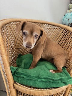 adoptable Dog in Bellevue, WA named Bruiser - Sweet Senior