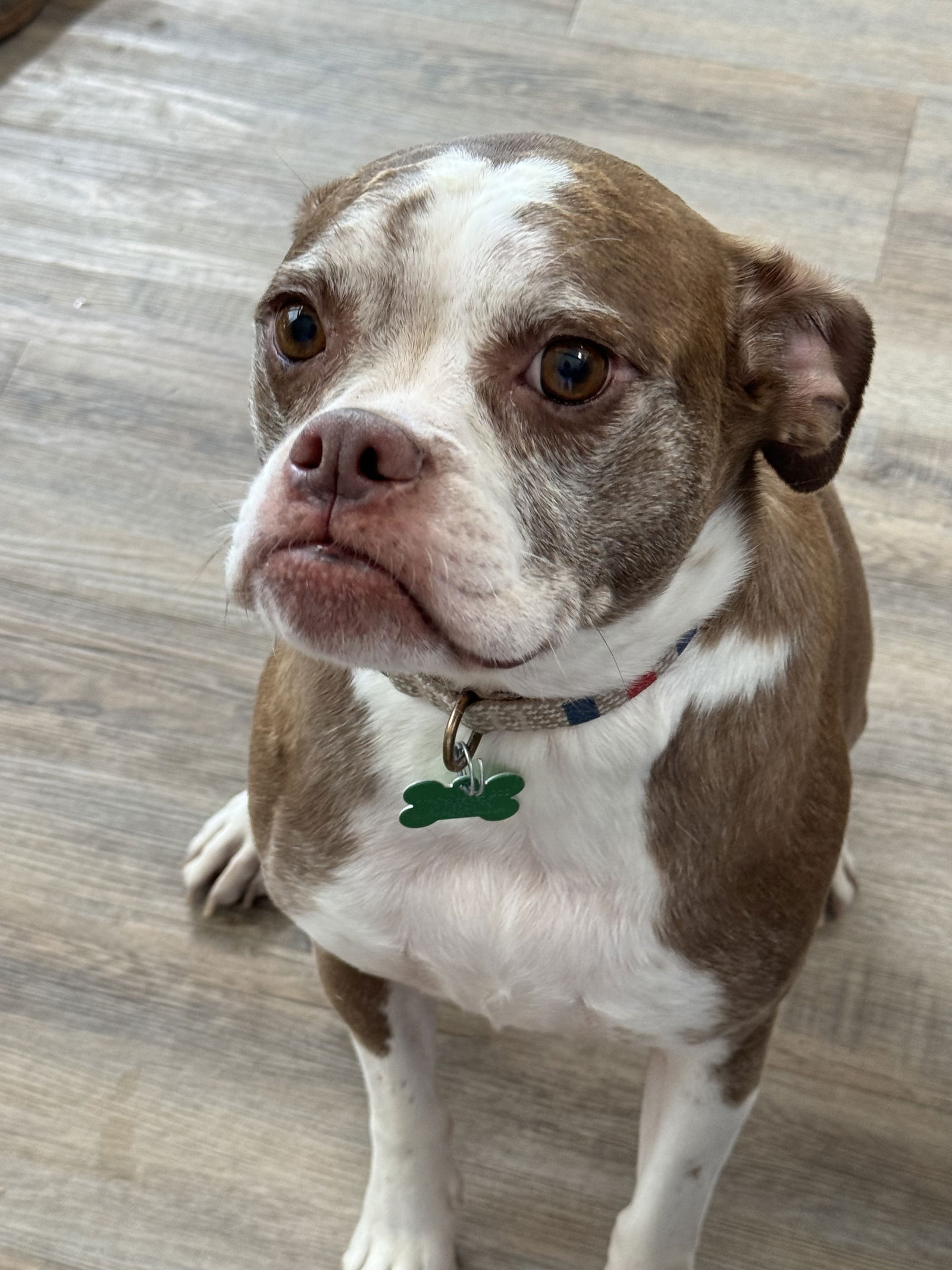 adoptable Dog in Bellevue, WA named Ginger - Sweetest Face!