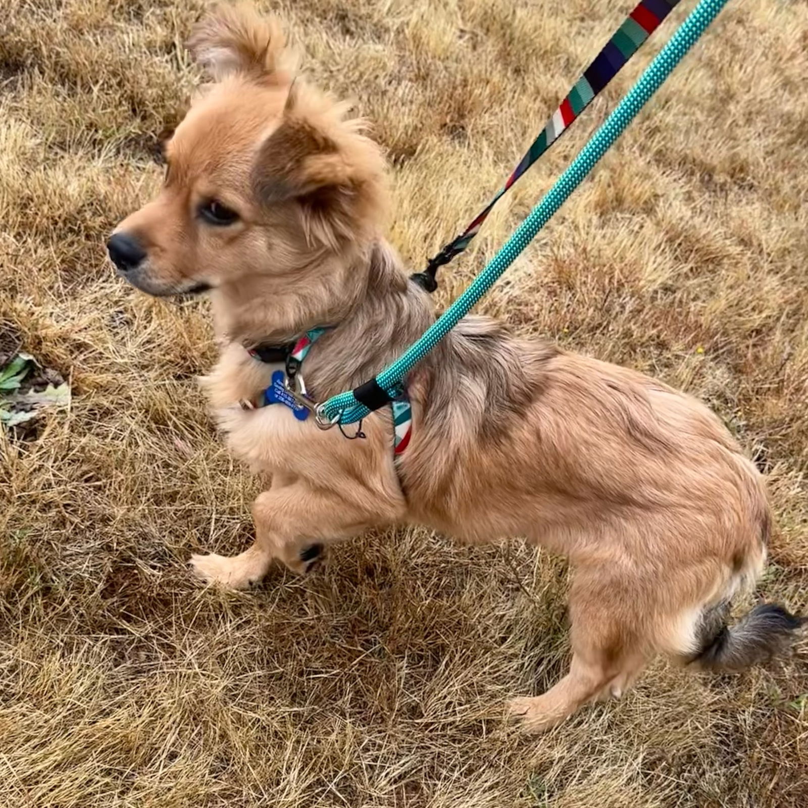 adoptable Dog in Bellevue, WA named Max - Adorable Floof