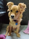 adoptable Dog in  named Chichi - Sweet Girl!