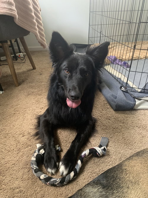 YOGI - Border Collie available for adoption