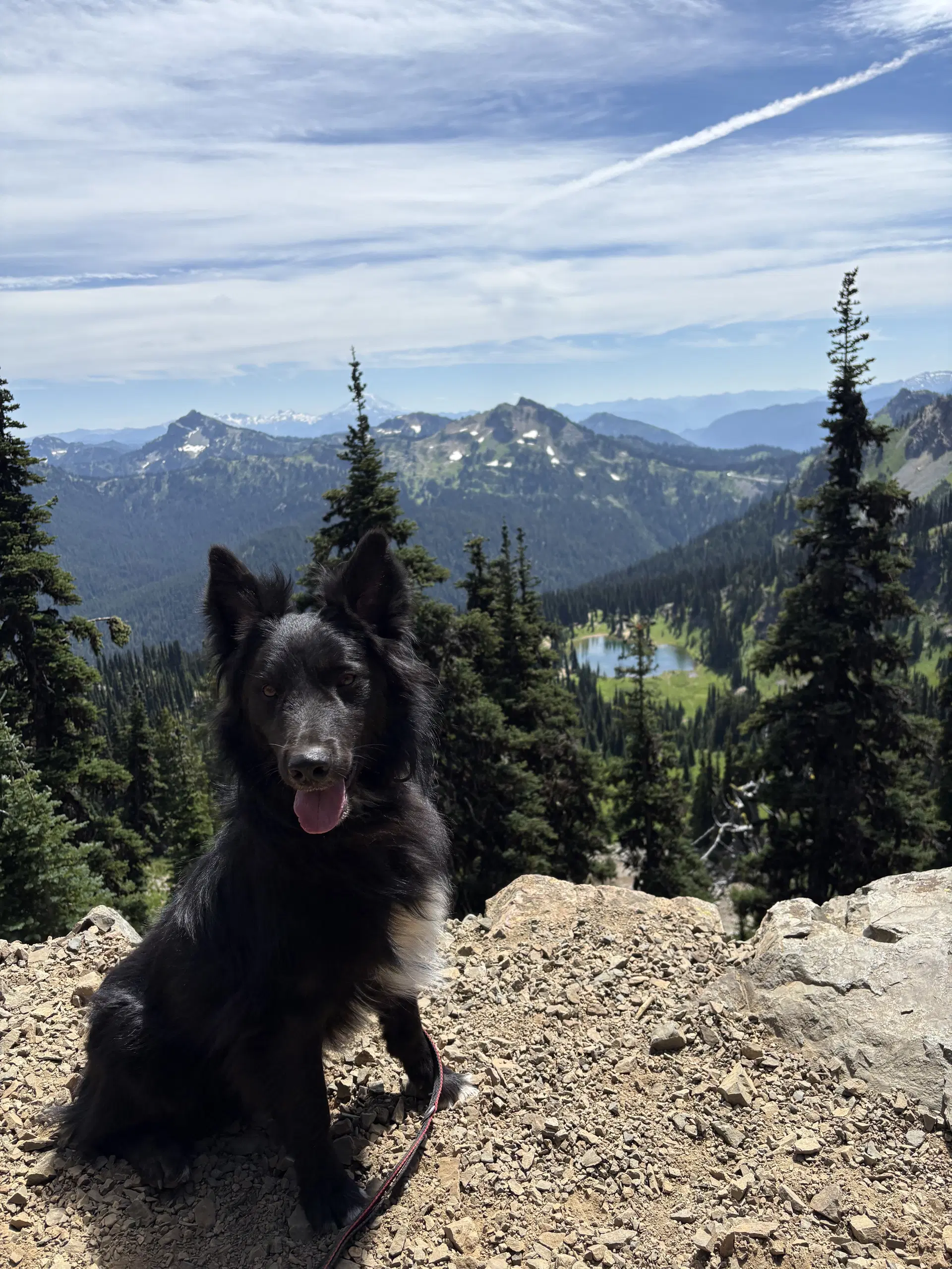 Yogi - Border Collie
