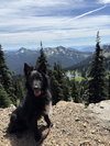 Yogi - Photo 3