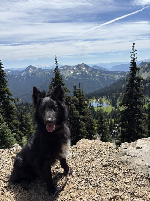 Yogi, an adoptable Border Collie in Bellevue, WA