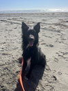 Yogi - Photo 4