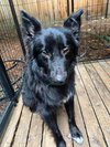 Yogi - Photo 1