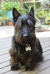 adoptable Dog in  named Cozmo - Gorgeous Scottish Terrier