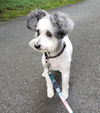 adoptable Dog in , WA named Avalon - Sweet Schnauzer Mix