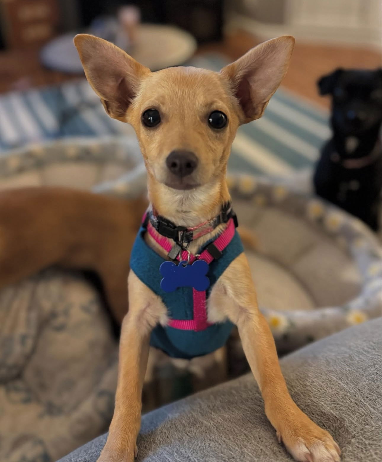 adoptable Dog in Bellevue, WA named Puck