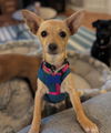 adoptable Dog in bellevue, WA named Puck
