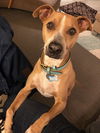 adoptable Dog in bellevue, WA named Joy