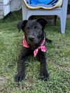 adoptable Dog in  named Venus