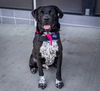 adoptable Dog in  named Maddox