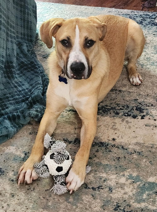 picture of the dog needing adoption