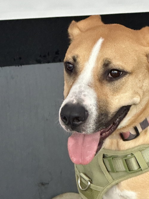 LINCOLN - Pit Bull Terrier / Labrador Retriever available for adoption