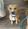 adoptable Dog in bellevue, WA named Toby (Jellybean’s puppy)