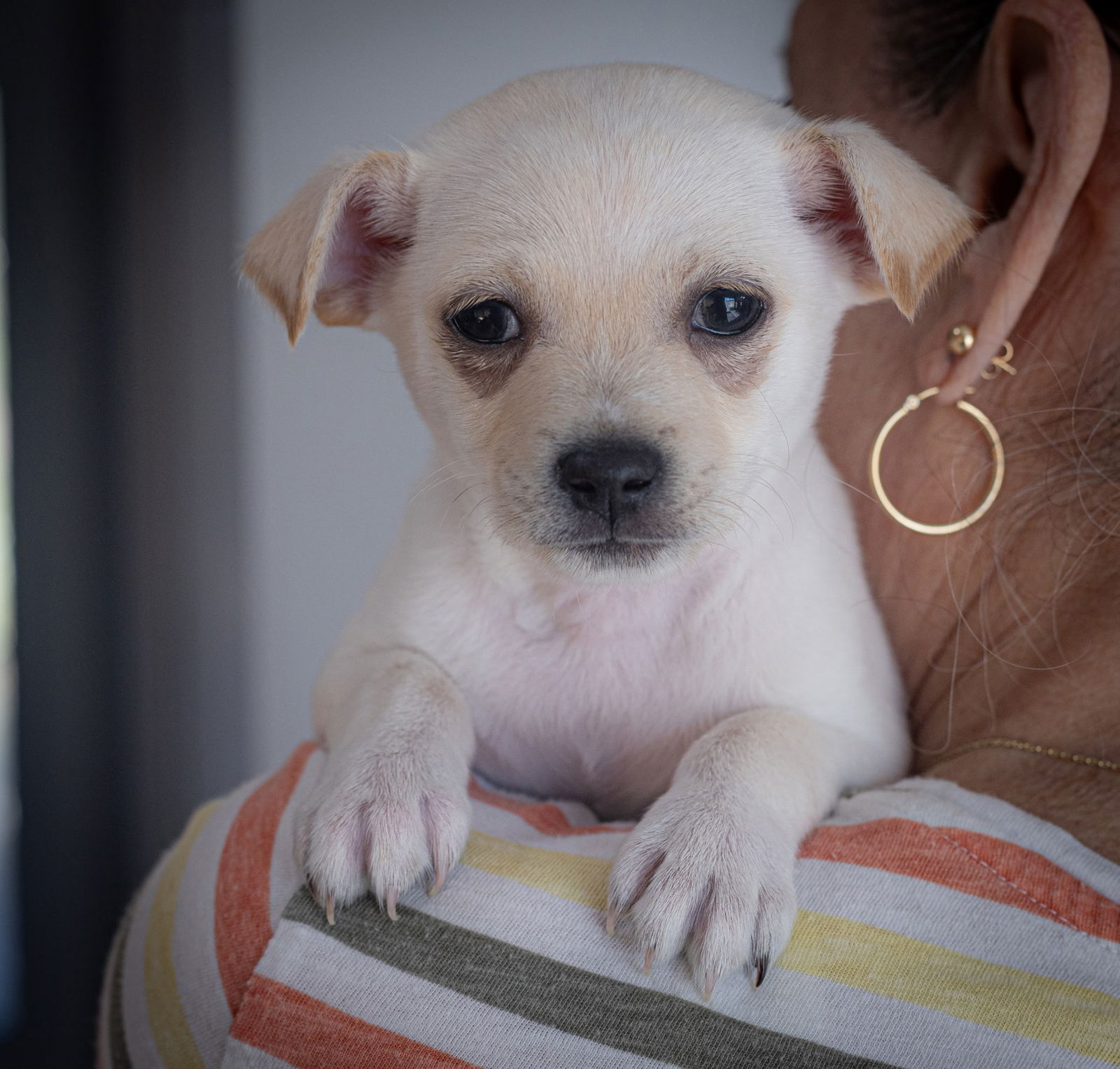 adoptable Dog in Bellevue, WA named Rusty (Luci’s puppy)