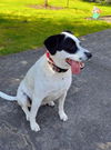 adoptable Dog in bellevue, WA named Rosie