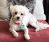 adoptable Dog in  named Junie B