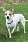adoptable Dog in bellevue, WA named Cassie