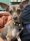 adoptable Dog in  named Norma
