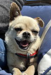 adoptable Dog in bellevue, WA named Suzie