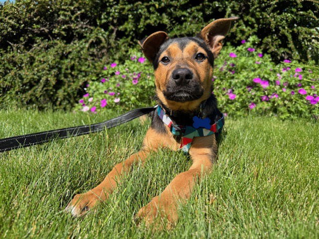 adoptable Dog in Bellevue, WA named Scout