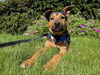 adoptable Dog in  named Scout