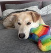 adoptable Dog in bellevue, WA named JD