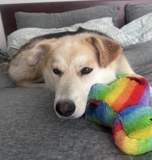 picture of the dog needing adoption
