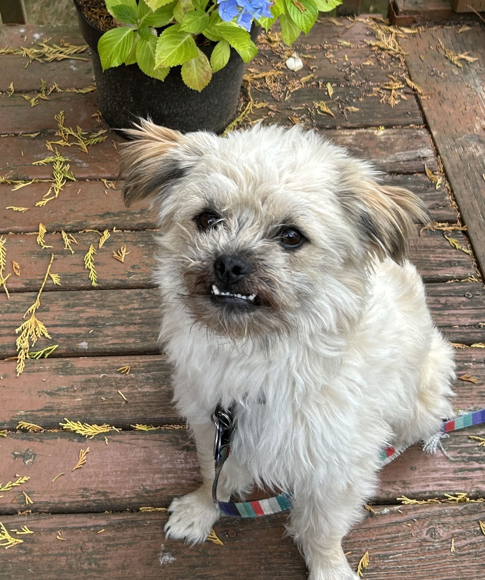 adoptable Dog in Bellevue, WA named Phil