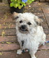 adoptable Dog in  named Phil
