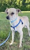 adoptable Dog in  named Kingsley