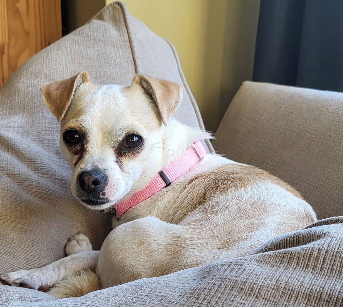 adoptable Dog in Bellevue, WA named Gabby