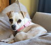 adoptable Dog in bellevue, WA named Gabby