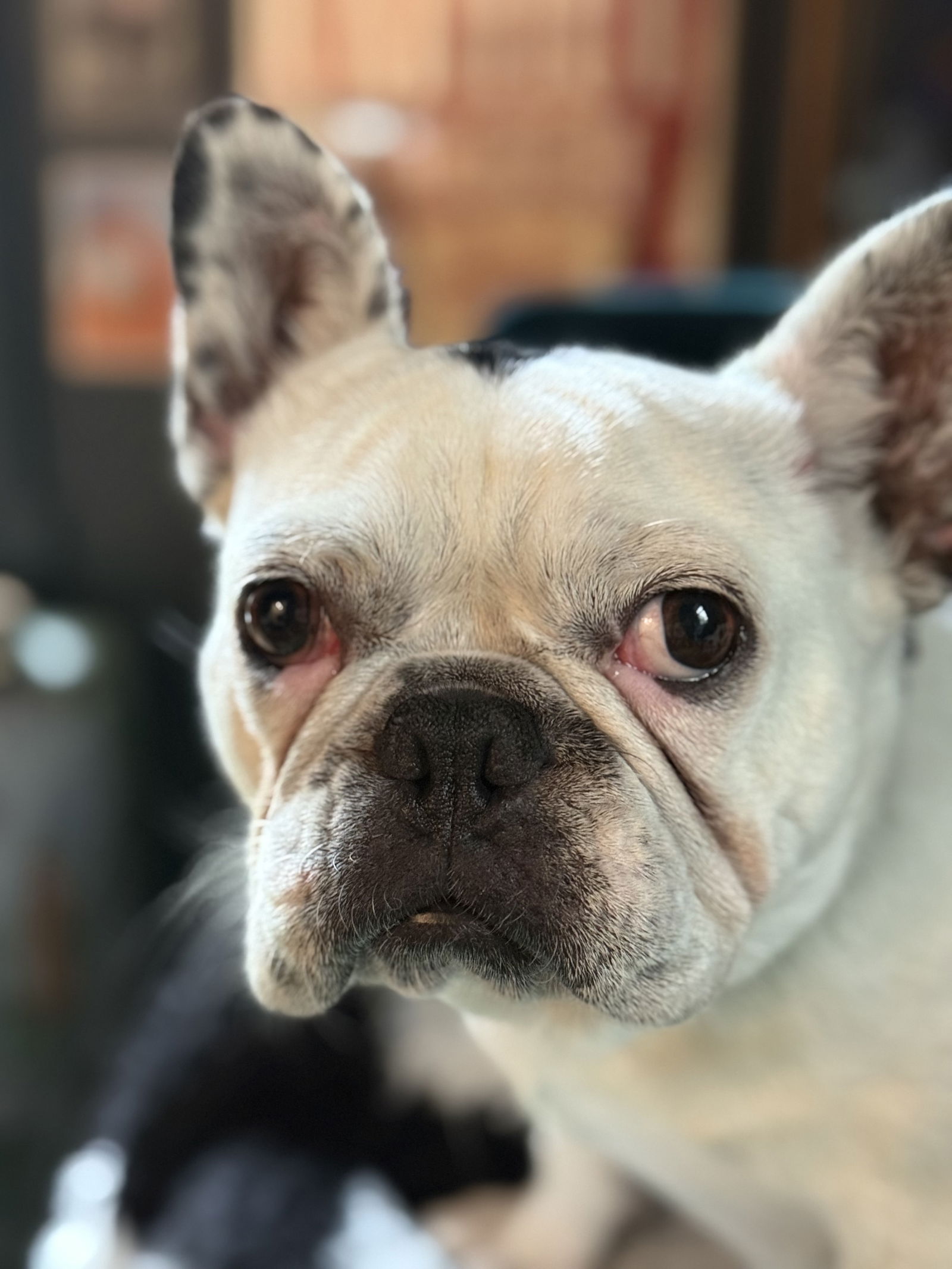 adoptable Dog in Bellevue, WA named Melody