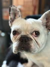 adoptable Dog in  named Melody