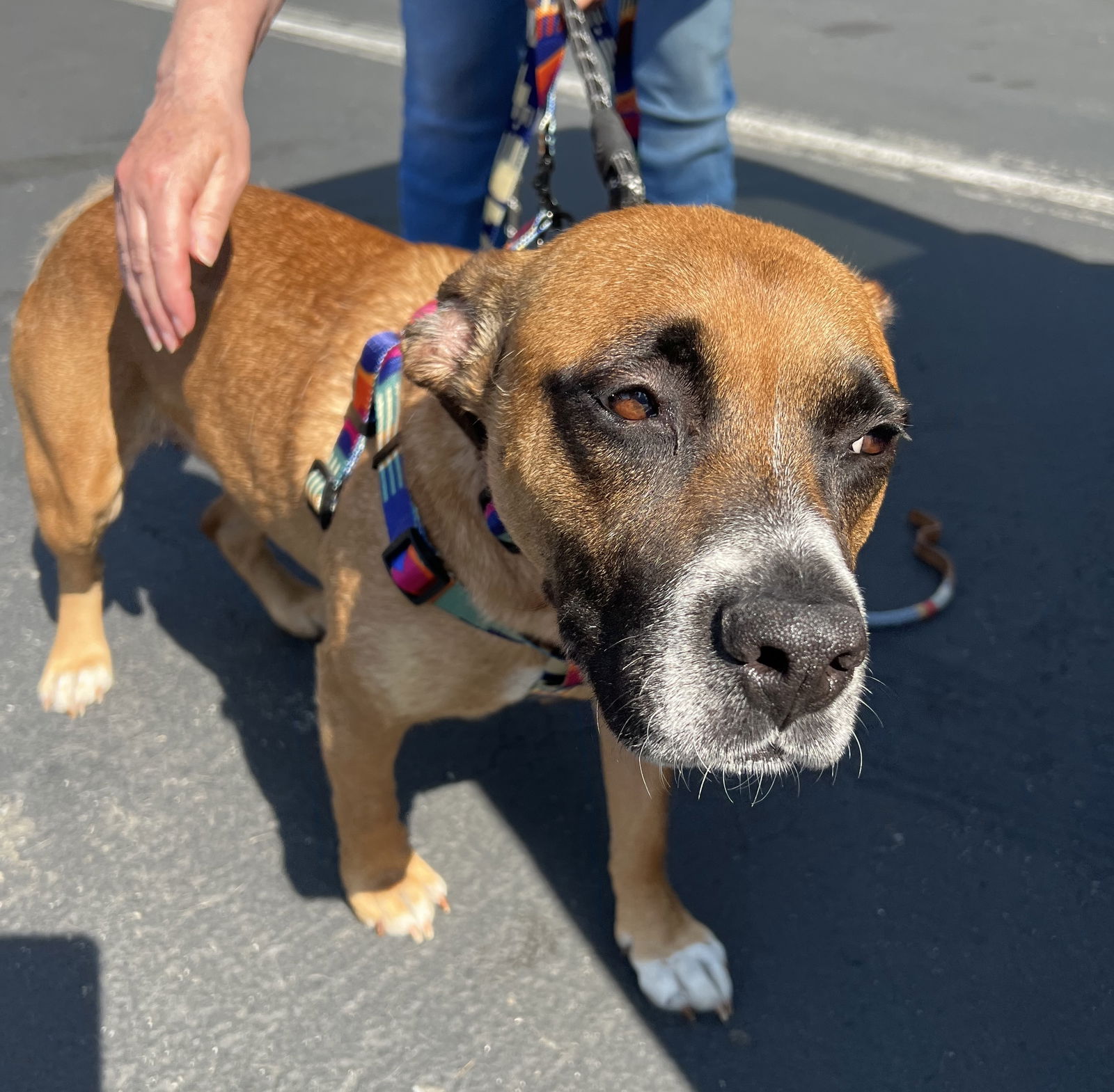 adoptable Dog in Bellevue, WA named Maggie