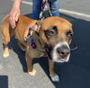 adoptable Dog in  named Maggie