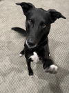 adoptable Dog in bellevue, WA named Jet