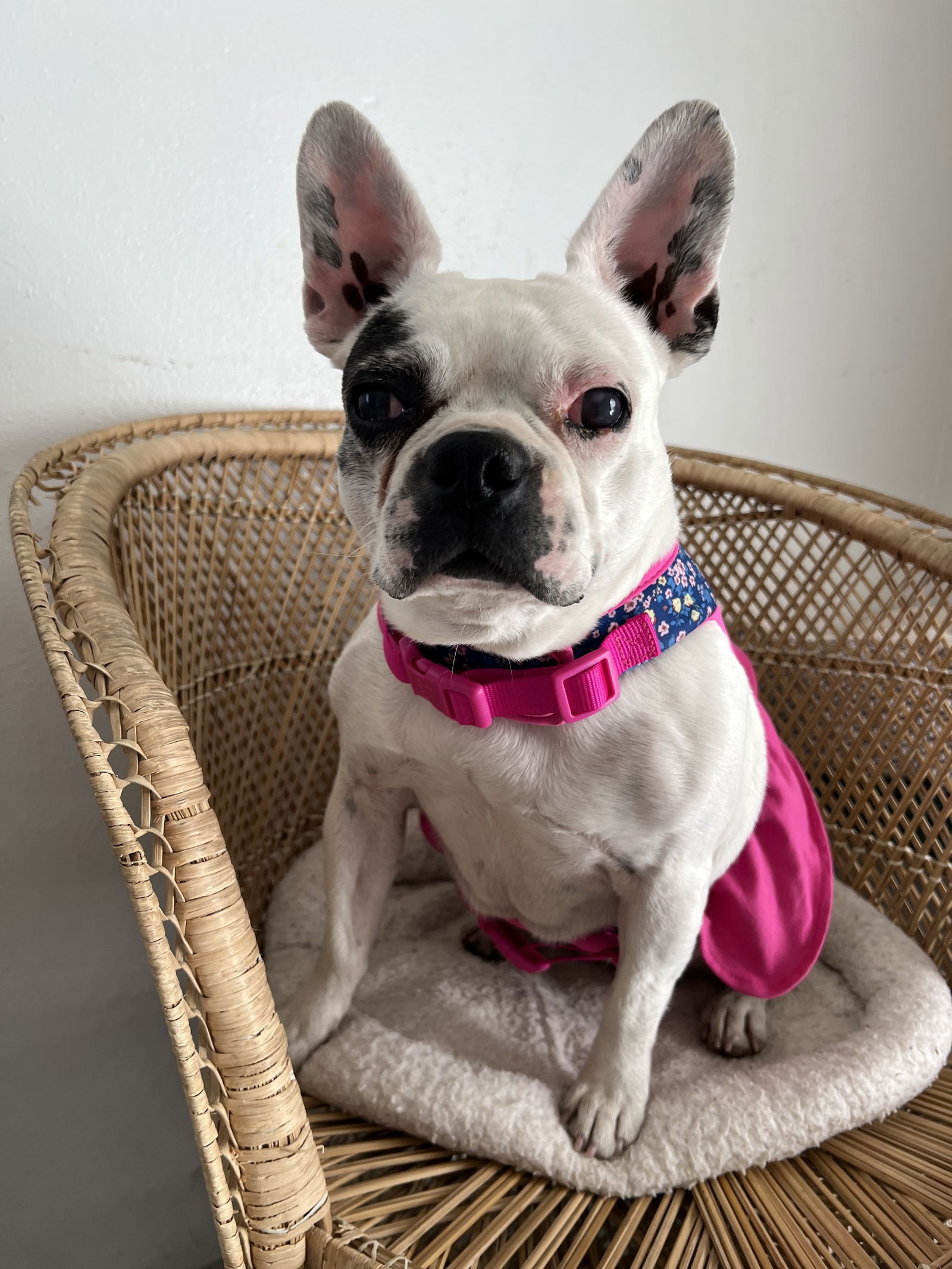 adoptable Dog in Bellevue, WA named Gwen