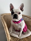 adoptable Dog in bellevue, WA named Gwen