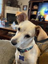 adoptable Dog in  named Max