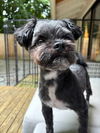 adoptable Dog in bellevue, WA named Bruno