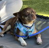 adoptable Dog in bellevue, WA named Choco